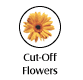 Cut-off flowers