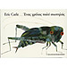 Eric Carle series : The Very Quiet Cricket in Greek, Ages 3+