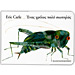 Eric Carle series : The Very Quiet Cricket in Greek, Ages 3+ 