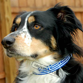 Greek Flag Dog Collar