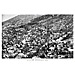 Vintage Greek City Photos Peloponnese - Arcadia, Megalopolis, city view (1960)